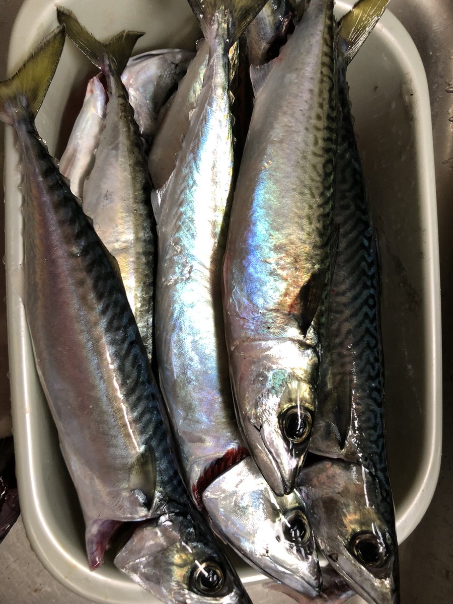 鯖を10匹貰っちゃったぜ
捌くの大変だぜ
シメサバ食べたい