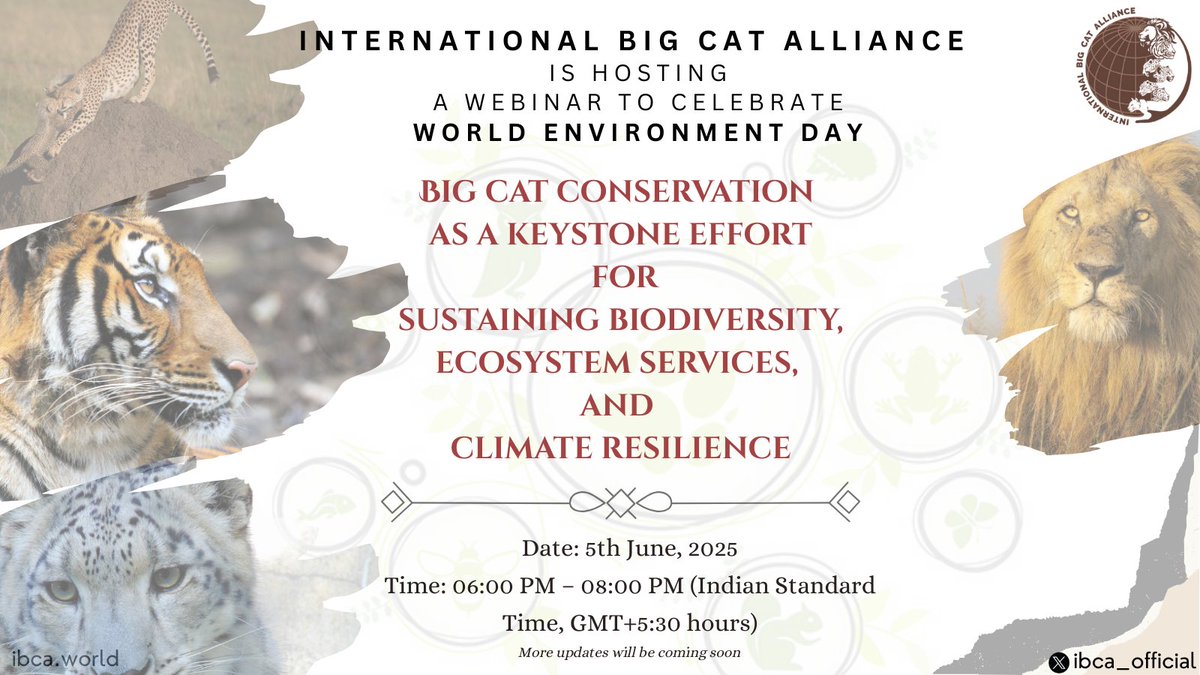 On #WorldEnvironmentDay2025, IBCA invites you to reflect on the ecological significance of #bigcats.

Far beyond their charisma, big cats are #keystone species as their conservation underpins entire ecosystems, safeguards #biodiversity, and enhances #climateresilience.

Join our