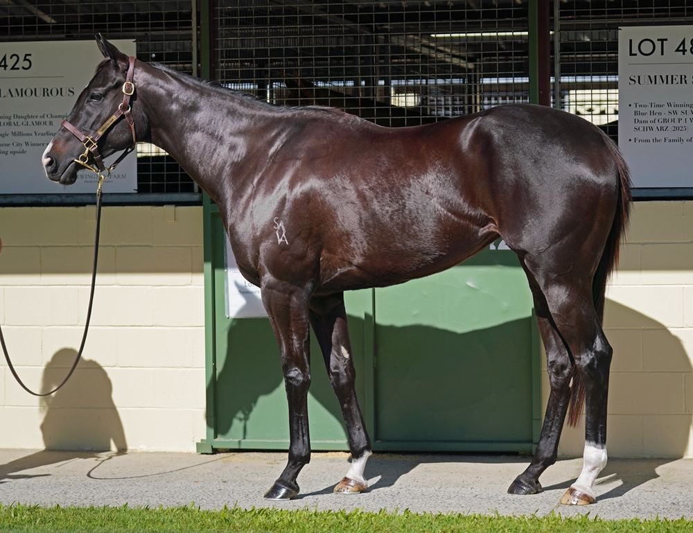 Boomer Bloodstock (@craigrounsefell) on Twitter photo Lot 477 – She’s A Rogue (Nicconi)
Thrilled to secure our second purchase at the <a href="/mmsnippets/">Magic Millions</a> National Broodmare Sale. The beautiful, stakes placed two-year-old was purchased for $140k from @Newington_Farm for Daandine Stud. 🤝 Lot 477 – She’s A Rogue (Nicconi)
Thrilled to secure our second purchase at the <a href="/mmsnippets/">Magic Millions</a> National Broodmare Sale. The beautiful, stakes placed two-year-old was purchased for $140k from @Newington_Farm for Daandine Stud. 🤝