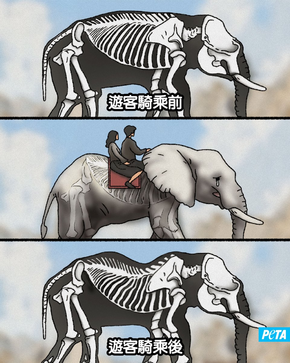 PETA亞洲善待動物組織 tweet media