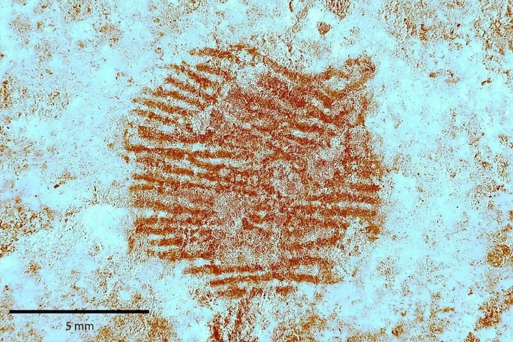 Oldest human fingerprint in the world just discovered in Spain, left by Neanderthals 43,000 years ago.