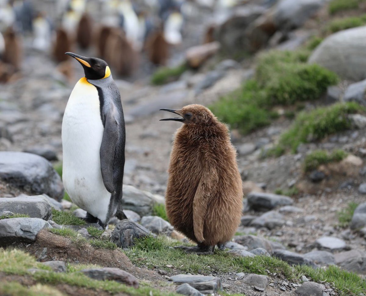 Unimondo - Atlante delle guerre tweet media