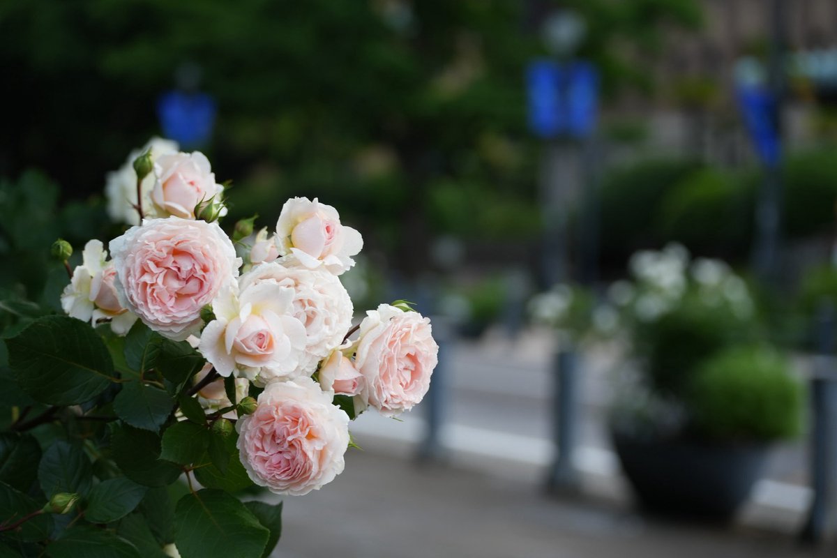 ぎっしり。
So many delicate layers.

Shot on ILCE-7CM2 SONY
116mm f/5.0 1/160s ISO400

#SonyAlpha 
#α7cii
#photograph
#PhotographyIsArt
#photographylovers
#カメラ初心者 
#カメラ好きな人と繫がりたい 
#写真好きな人と繋がりたい 
#これソニーで撮りました
