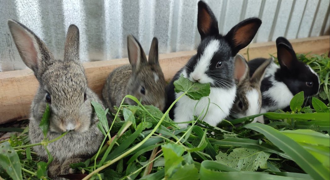 LeandreBaka2's tweet photo. Avoid feeding rabbits wet greens.
Why? Wet greens = bloat risk + digestion issues.
Solution: Pre-wilt under the sun for 1–2 hours.
#AgriHopper #FeedWisely #RabbitCare https://t.co/L1EExf6JCr