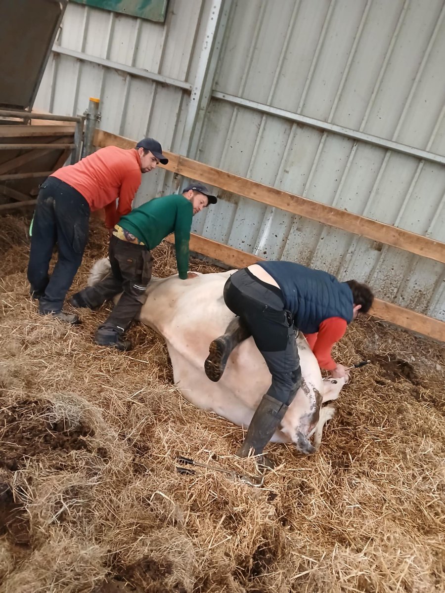 100CHEVAUXSURLH's tweet image. Des nouvelles des quatre taureaux saisis pour maltraitance
Pour garantir leur sécurité, la nôtre, et celle des autres pensionnaires, nous avons dû procéder grâce à un de nos vétérinaires à leur castration – une opération absolument nécessaire pour tempérer leur ardeur.