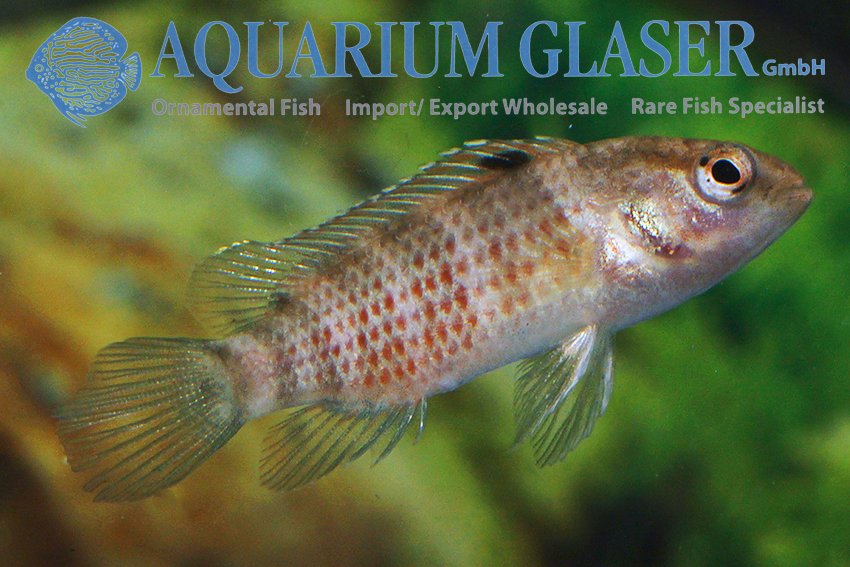 aquariumglaser's tweet photo. #Badis #singenensis ( = sp. ##Buxar)
find more details and pics @ https://t.co/kgExUnuDLM https://t.co/fHDwQLDr21
