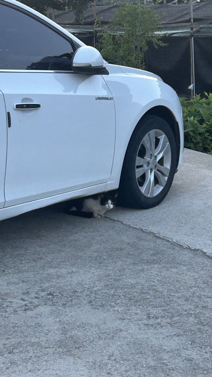 경계하는고앵이