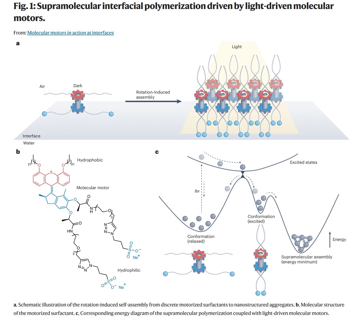 NatureNano's tweet image. News &amp;amp; Views: 

Molecular motors in action at interfaces.

nature.com/articles/s4156…

"Integrating molecular motors into amphiphilic #surfactants creates light-activated, fast-spinning molecules offering a non-thermal route to #supramolecular #polymerization."