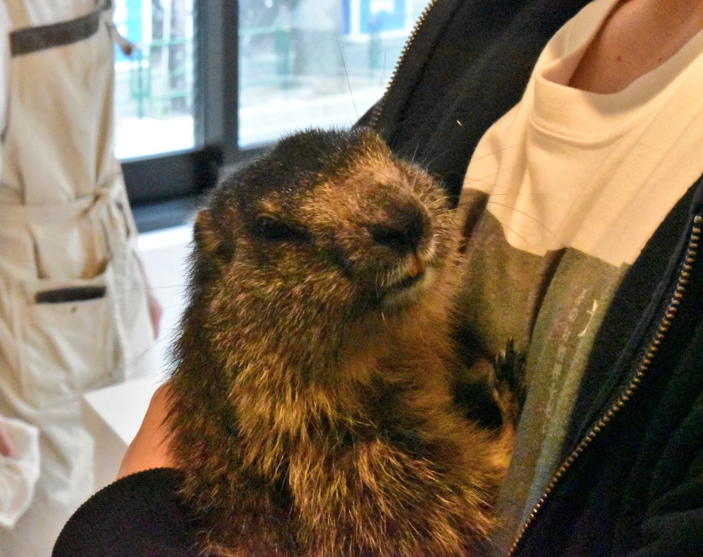 tanakamamosuke's tweet image. 昨日はプレオープンに続いてまたマーモット村にお邪魔してました‼️
なかなか見れないという生ギュイーンも見れたし、ドクマさんにもまたお会いできて大満足の一日になりました‼️
またすぐにでも行きたいです〜〜🥹🥹🥹🥹🥹🥹🥹🥹🥹🥹
#マーモット村 #マーモット #ギュイーン