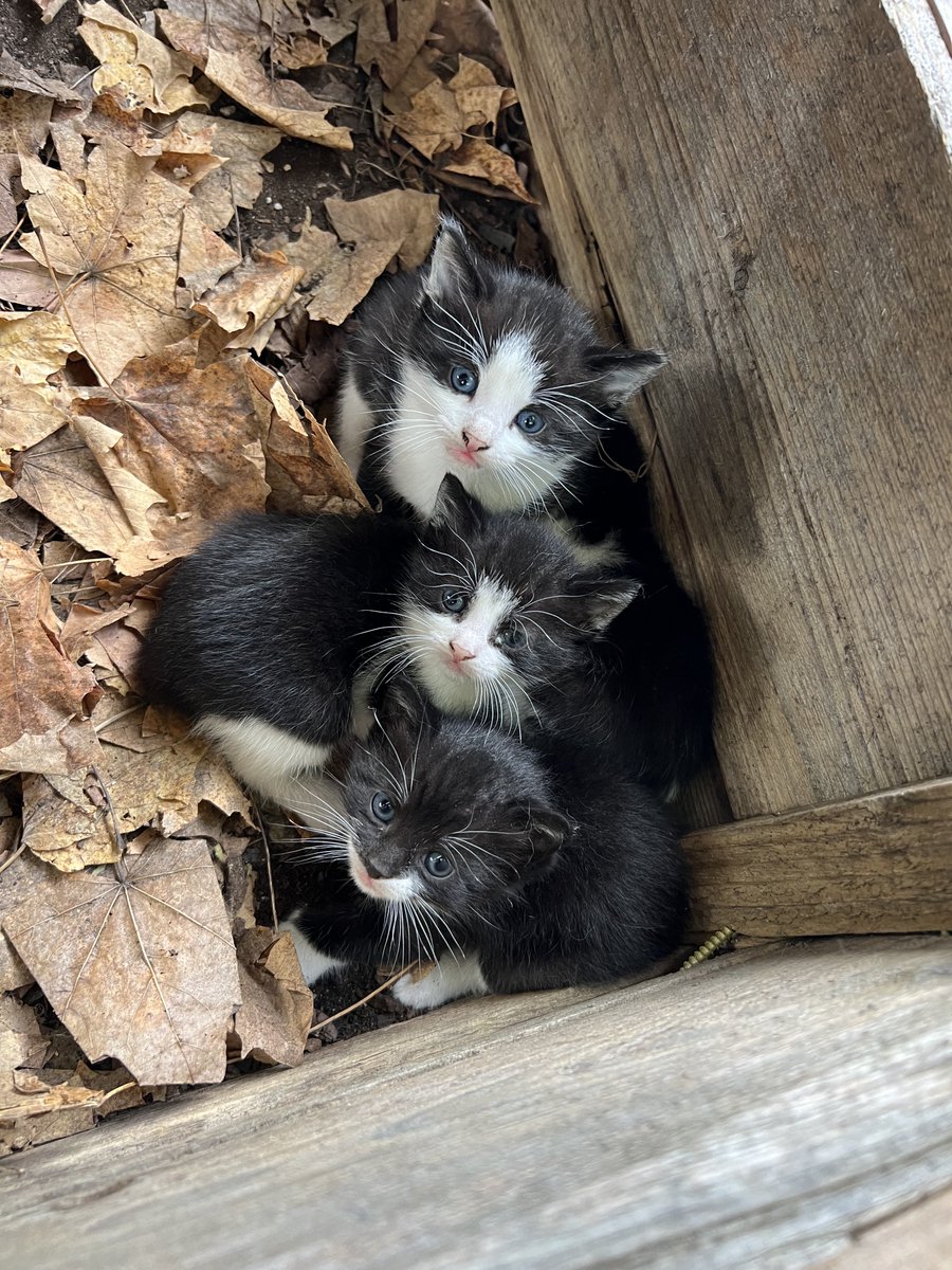 Sandman/Joe Mangrum tweet media