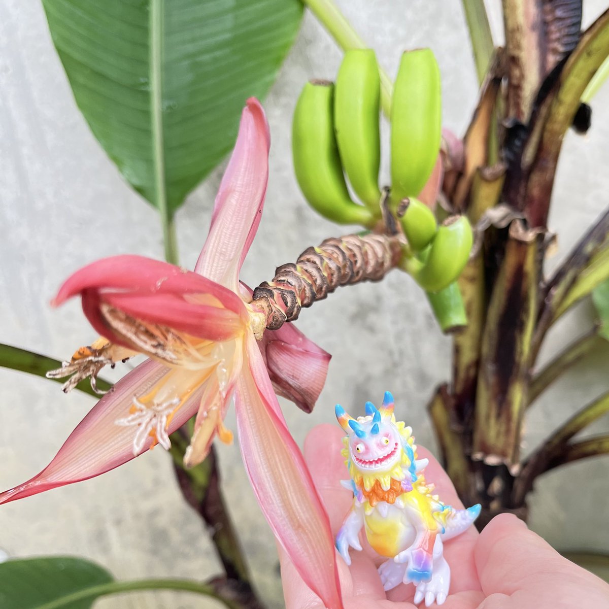 dora_guein_jyo's tweet photo. にこにこ  #ランジアス 😄
 
 #プレステージ @prestagepress 

 #T9G @xT9Gx  さん

 #RANGEAS  #ソフビ

 #VinylArtistGacha

 #花の文化園 @gfc_osaka https://t.co/6ee0DDIp1f