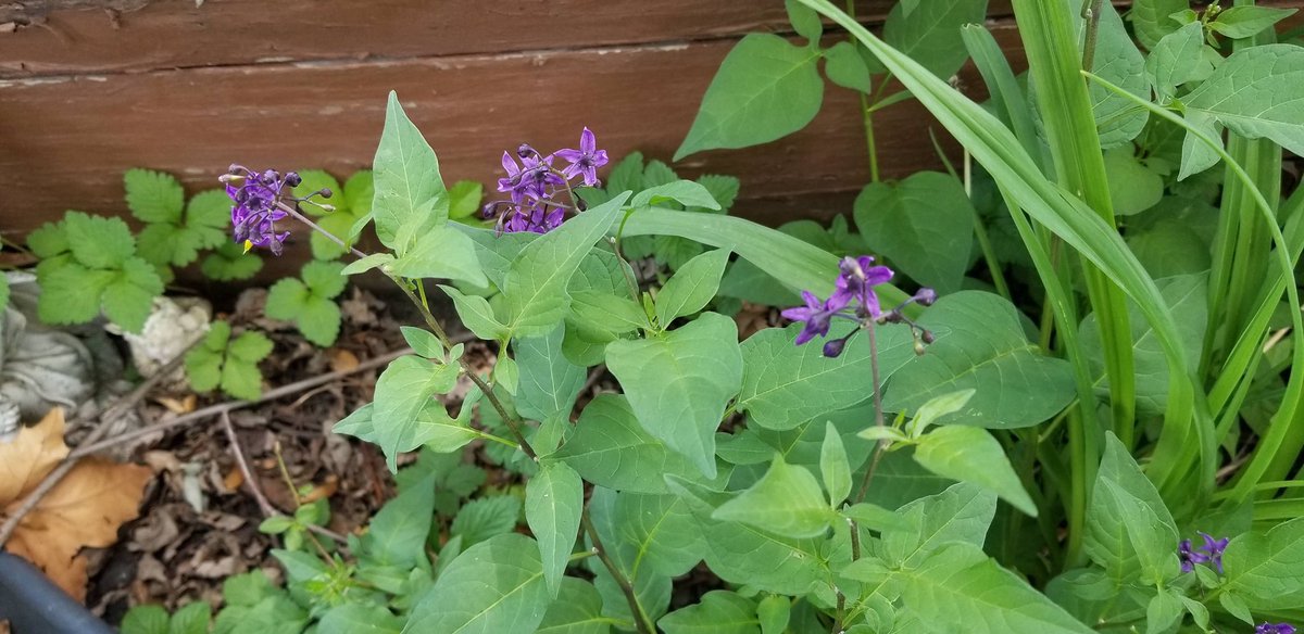 ﹒ DEVASTATOR ﹒ ARCHIVED tweet media