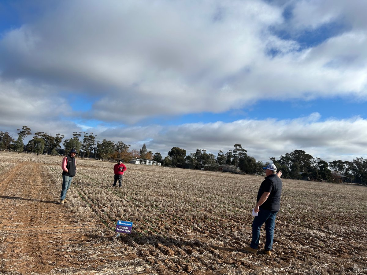 Dan Rolls (@danrollsroyce) on Twitter photo We took a quick walkthrough our Raywood Hyola Innovation Site today with some Elders agronomists. And another great strike was observed. We will be hosting some trial walks here this season so stay tuned. <a href="/CaptainCanola/">Justin Kudnig</a> <a href="/PacificSeeds/">Pacific Seeds</a> We took a quick walkthrough our Raywood Hyola Innovation Site today with some Elders agronomists. And another great strike was observed. We will be hosting some trial walks here this season so stay tuned. <a href="/CaptainCanola/">Justin Kudnig</a> <a href="/PacificSeeds/">Pacific Seeds</a>