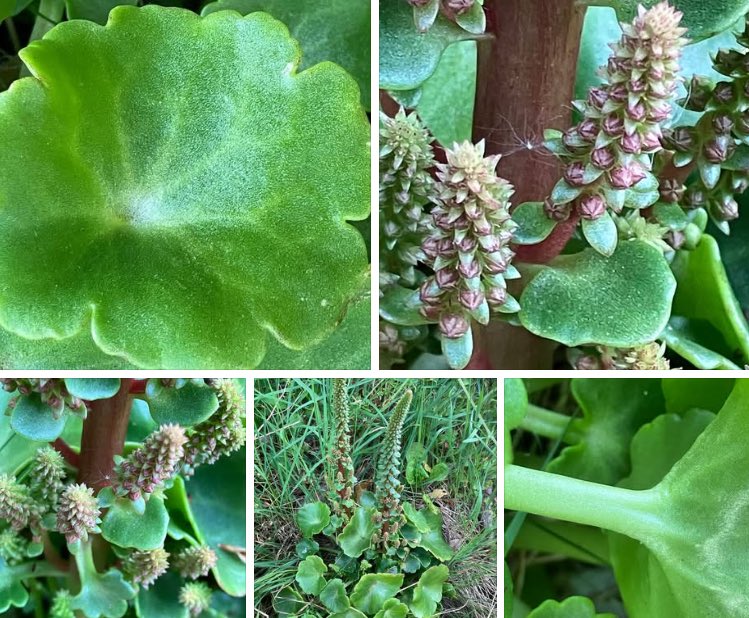 Navelwort, Umbilicus rupestris. Leaves palmately lobed, fleshy and with central dimple. Crenate leaf margin. Petiole and leaves hairless. Calyx has 5 narrow teeth. Corolla tubular, up to 10mm long and divided into 5 teeth at the tip.