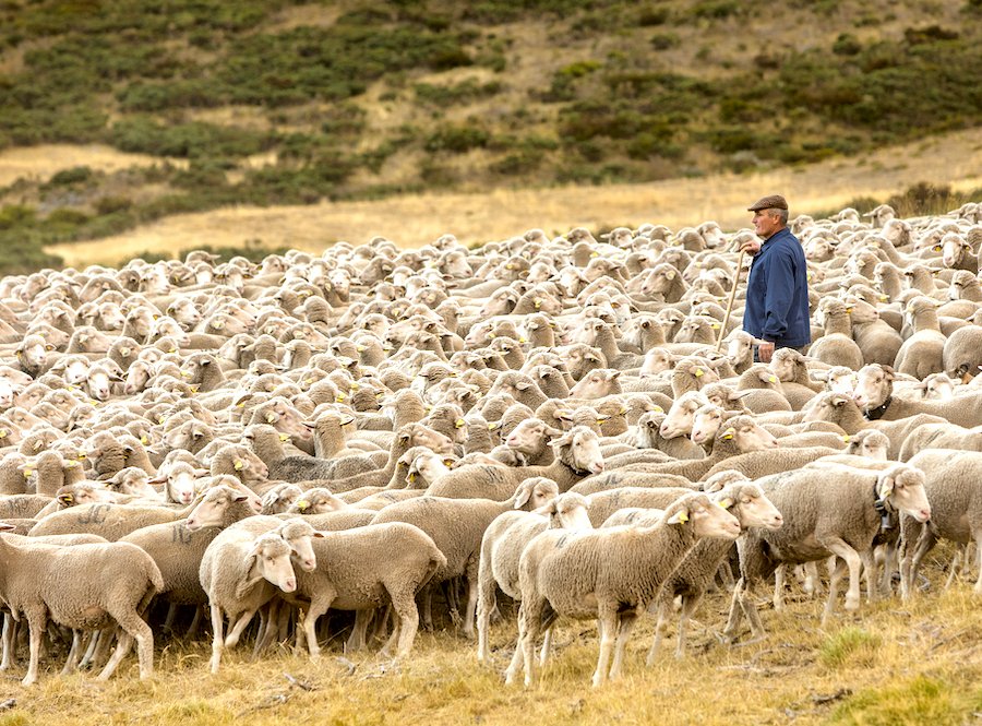 Los últimos pastores trashumantes inician el viaje de Extremadura a Picos de Europa diariodegastronomia.com/los-ultimos-pa…