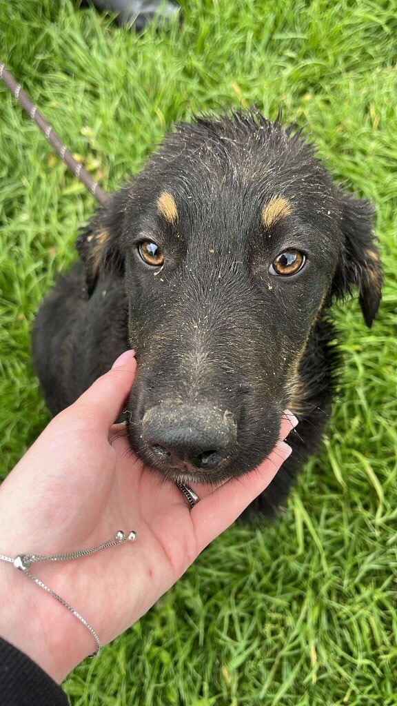 Stitch 💙
Approx. 6 months old
Medium
Romania

Stitch is a sweet, friendly puppy who loves nothing more than a cuddle!

He is a little shy on lead so will need encouragement on walks ❤️

Stitch can live with dogs and cats! 🐕🐈

Apply: pawprints2freedom.co.uk/apply