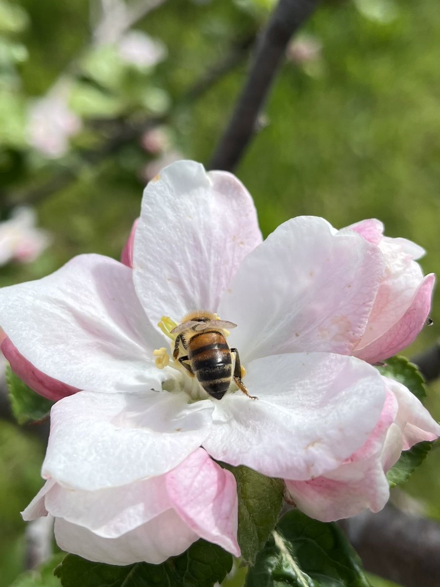 CiderFire's tweet image. Hello Sunshine 🌞 #appleblossoms ⁦@FrankFerragine⁩ ⁦@breakfasttv⁩ #brucecounty