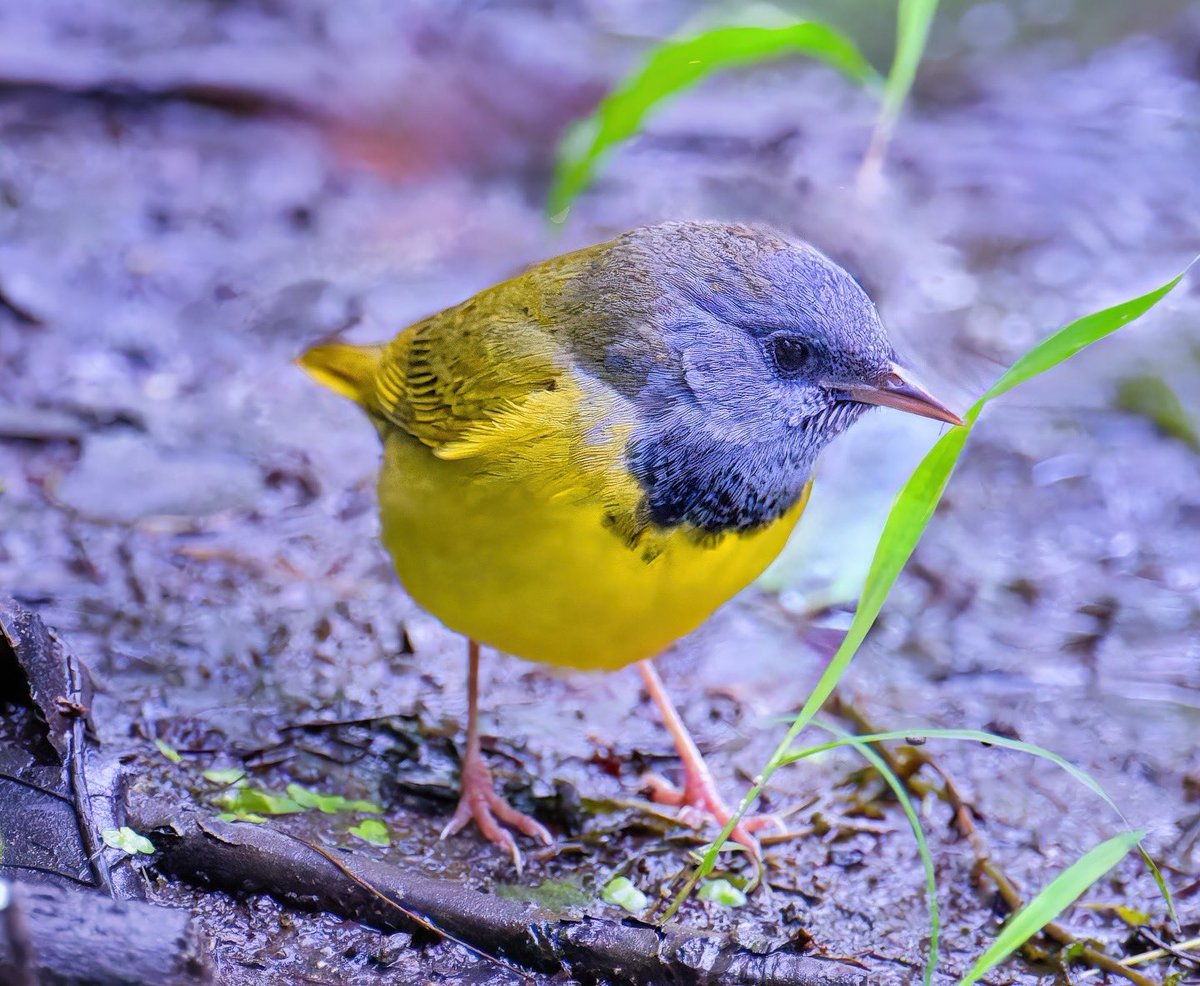 Ruben Giron (@rubengi02391602) on Twitter photo Mourning Warbler - Its name comes from the male's hood which was thought to have the appearance of wearing a "mourning veil". These warblers are known for their elusiveness. These pictures were taken on 5/23 at the Loch, CP. #birdcpp <a href="/BirdCentralPark/">Manhattan Bird Alert</a> Mourning Warbler - Its name comes from the male's hood which was thought to have the appearance of wearing a "mourning veil". These warblers are known for their elusiveness. These pictures were taken on 5/23 at the Loch, CP. #birdcpp <a href="/BirdCentralPark/">Manhattan Bird Alert</a>
