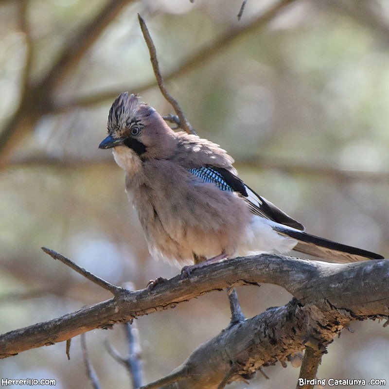 Birding Catalunya tweet media