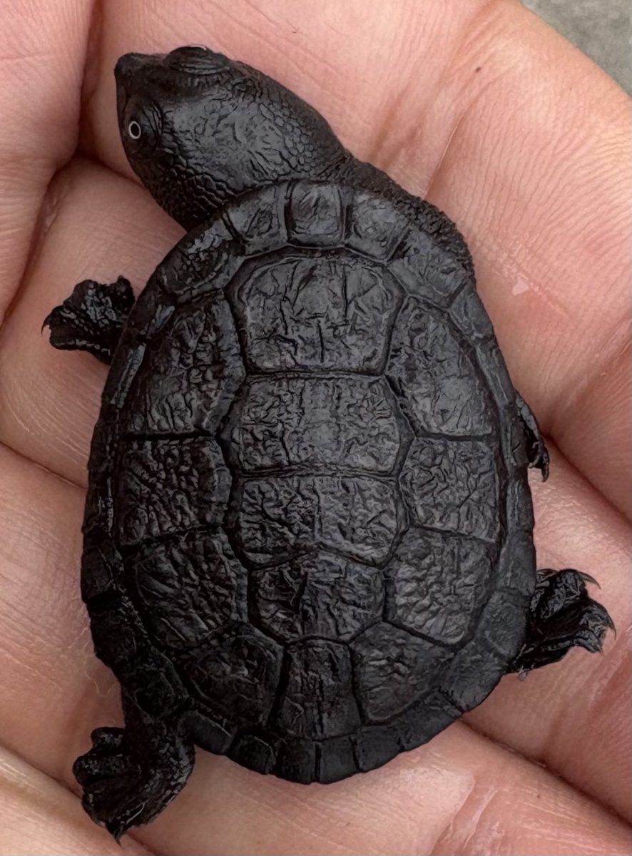 亀です カメジェンヌ (@KOAYGbHGvVE5DXU) / Posts / X