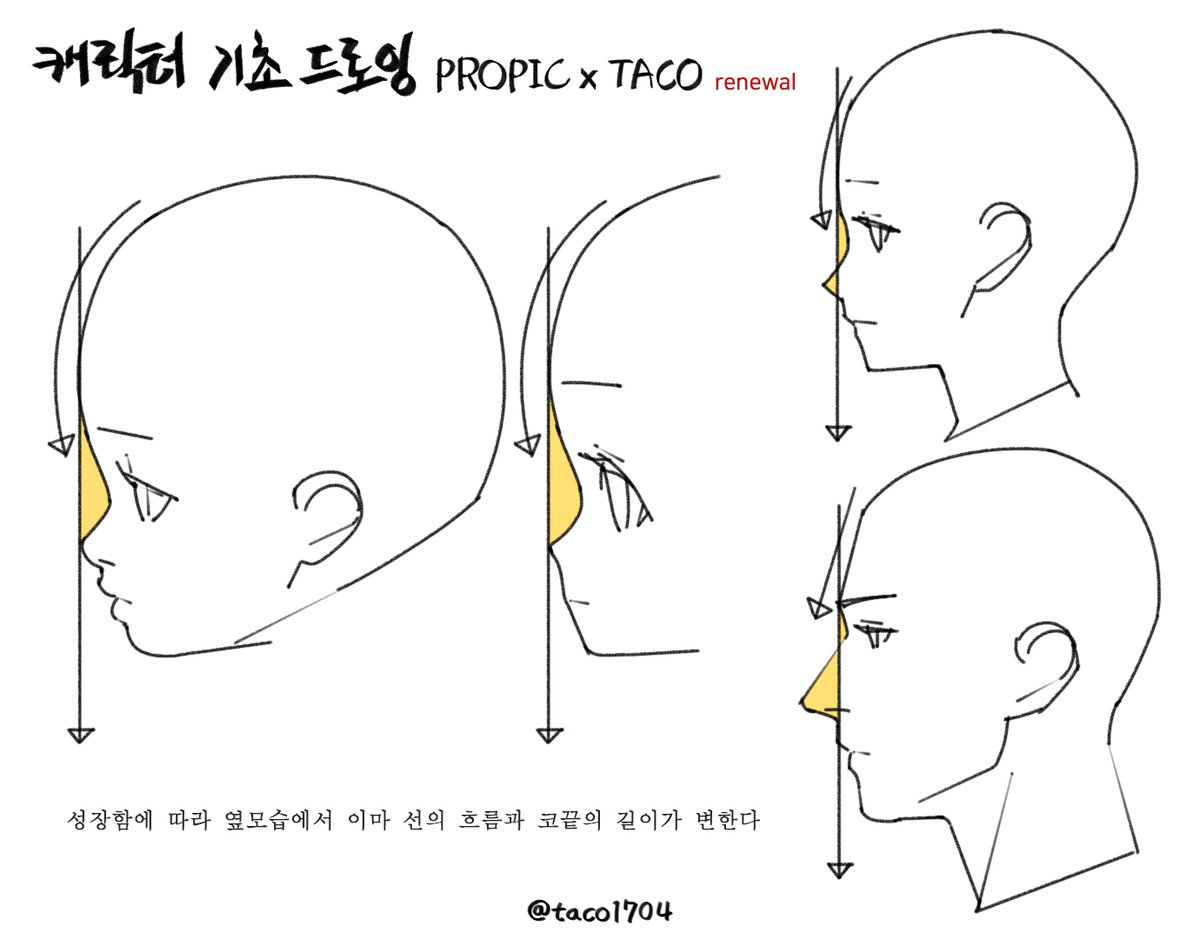 성장함에 따라 옆모습에서 이마 선의 흐름과 코끝의 길이가 변한다
成長するにつれて横顔の額の線の流れと鼻先の長さが変わる