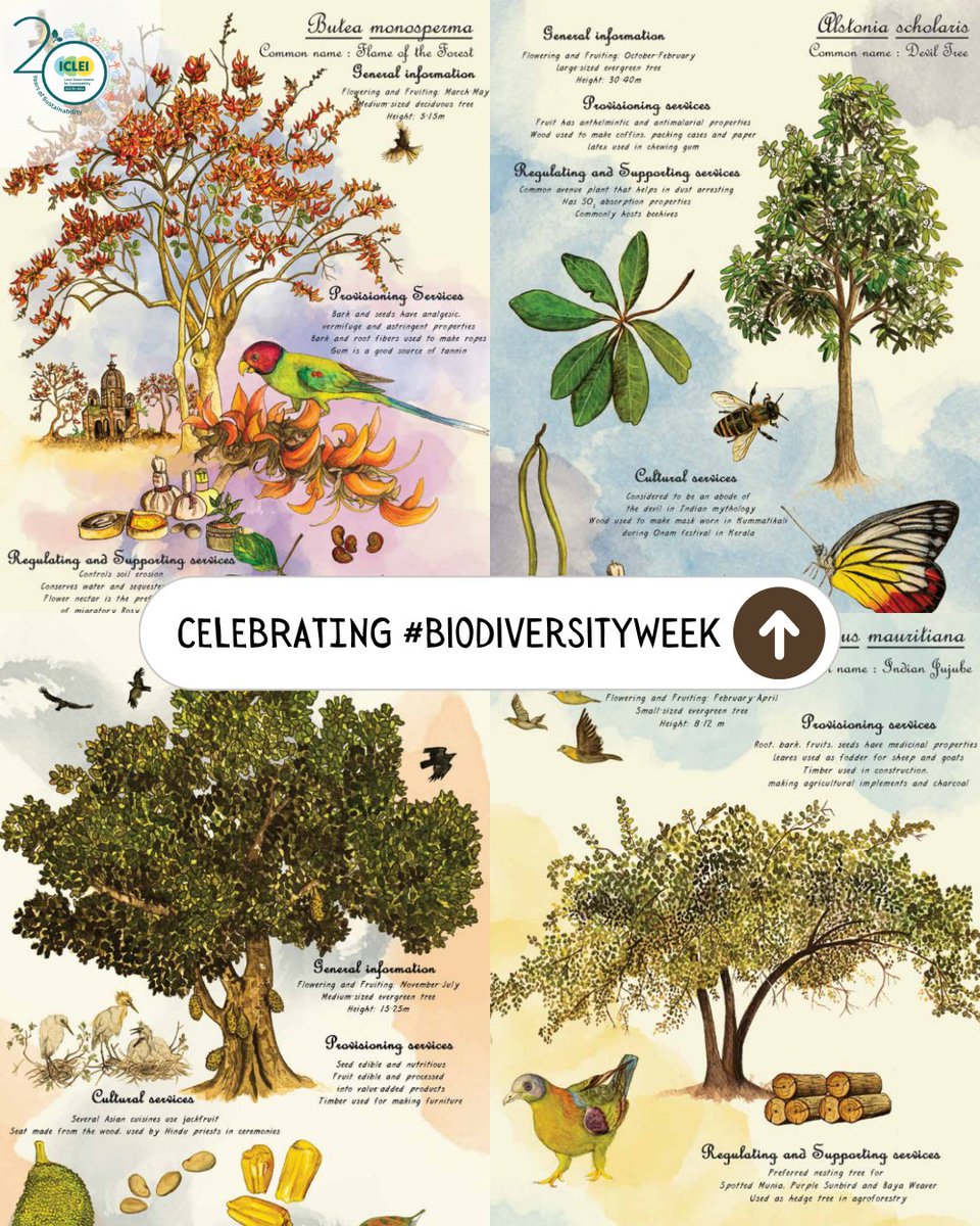 ICLEI South Asia (@icleisouthasia) on Twitter photo May 22 marked the International Day for #BiologicalDiversity. To celebrate #BiodiversityWeek, <a href="/ICLEISouthAsia/">ICLEI South Asia</a> is spotlighting the unsung heroes of our ecosystems — trees!
Let’s look at how some common trees contribute to clean air, water retention, shade, biodiversity, and more. May 22 marked the International Day for #BiologicalDiversity. To celebrate #BiodiversityWeek, <a href="/ICLEISouthAsia/">ICLEI South Asia</a> is spotlighting the unsung heroes of our ecosystems — trees!
Let’s look at how some common trees contribute to clean air, water retention, shade, biodiversity, and more.