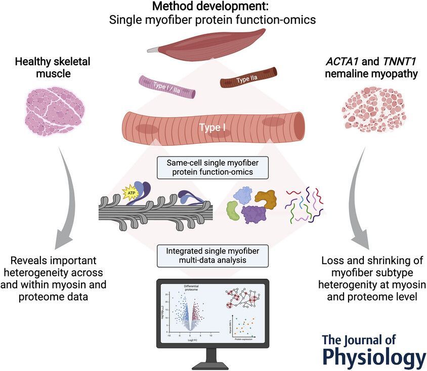 Journal of Physiology (@jphysiol) on Twitter photo Robert A. E. Seaborne (<a href="/KCLBMBioscience/">School of Basic & Medical Biosciences</a> <a href="/UCPH_health/">UCPH Healthscience</a>) et al. observed that integrated single-cell functional-proteomic profiling reveals a shift in #myofibre specificity in human nemaline myopathy 🔬 💻
📜 Read the #Research here: buff.ly/uz1wWa9 Robert A. E. Seaborne (<a href="/KCLBMBioscience/">School of Basic & Medical Biosciences</a> <a href="/UCPH_health/">UCPH Healthscience</a>) et al. observed that integrated single-cell functional-proteomic profiling reveals a shift in #myofibre specificity in human nemaline myopathy 🔬 💻
📜 Read the #Research here: buff.ly/uz1wWa9
