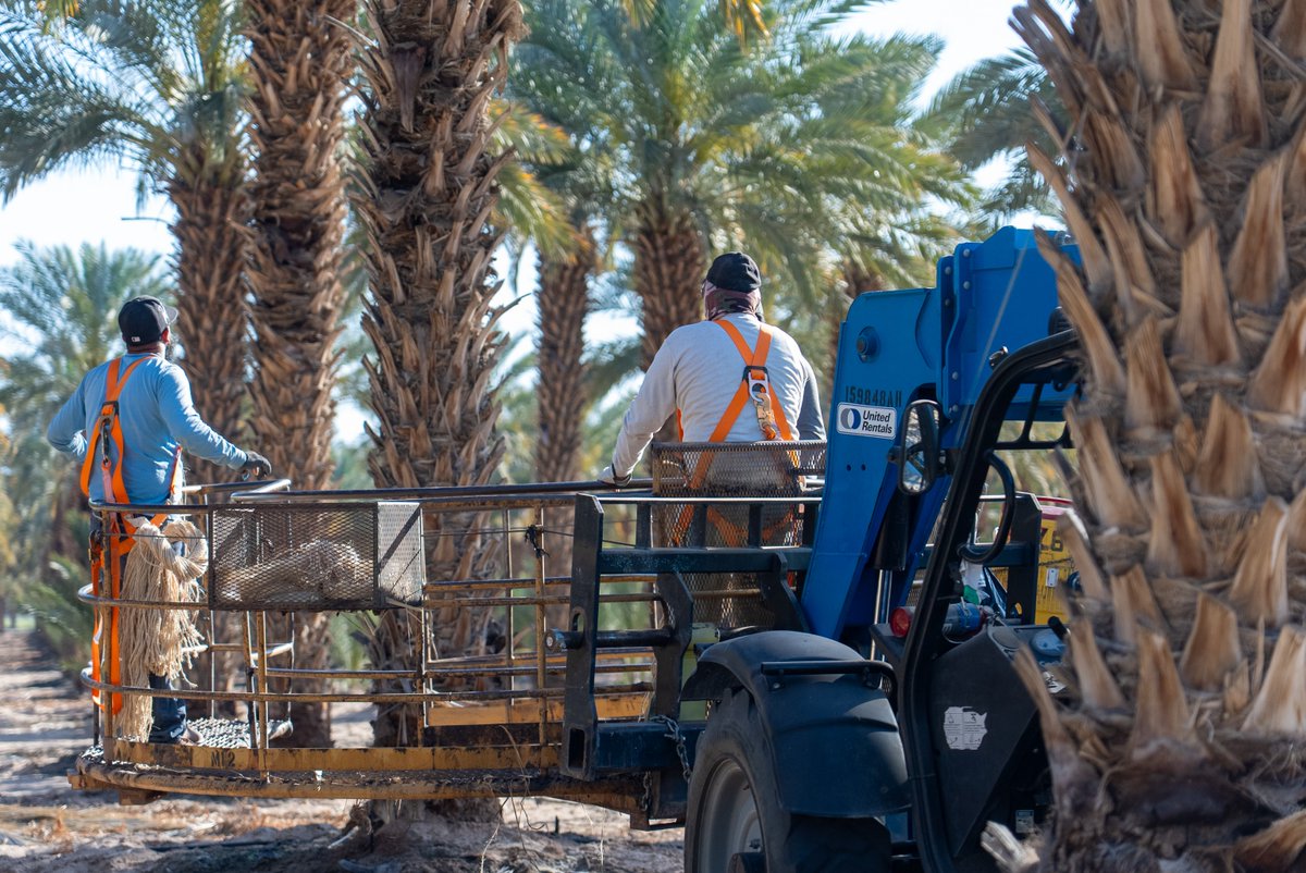 Desert Control (@desert_control) on Twitter photo Grow 1B dates a year and save water? 🌴
Oasis Date did it with <a href="/desert_control/">Desert Control</a> Liquid Natural Clay.
Started with 13 acres in 2024 → scaled to 160 by 2025.
✅ More water held
✅ Healthier soil
✅ Desert-proven
🔗 desertcontrol.com/agriculture Grow 1B dates a year and save water? 🌴
Oasis Date did it with <a href="/desert_control/">Desert Control</a> Liquid Natural Clay.
Started with 13 acres in 2024 → scaled to 160 by 2025.
✅ More water held
✅ Healthier soil
✅ Desert-proven
🔗 desertcontrol.com/agriculture