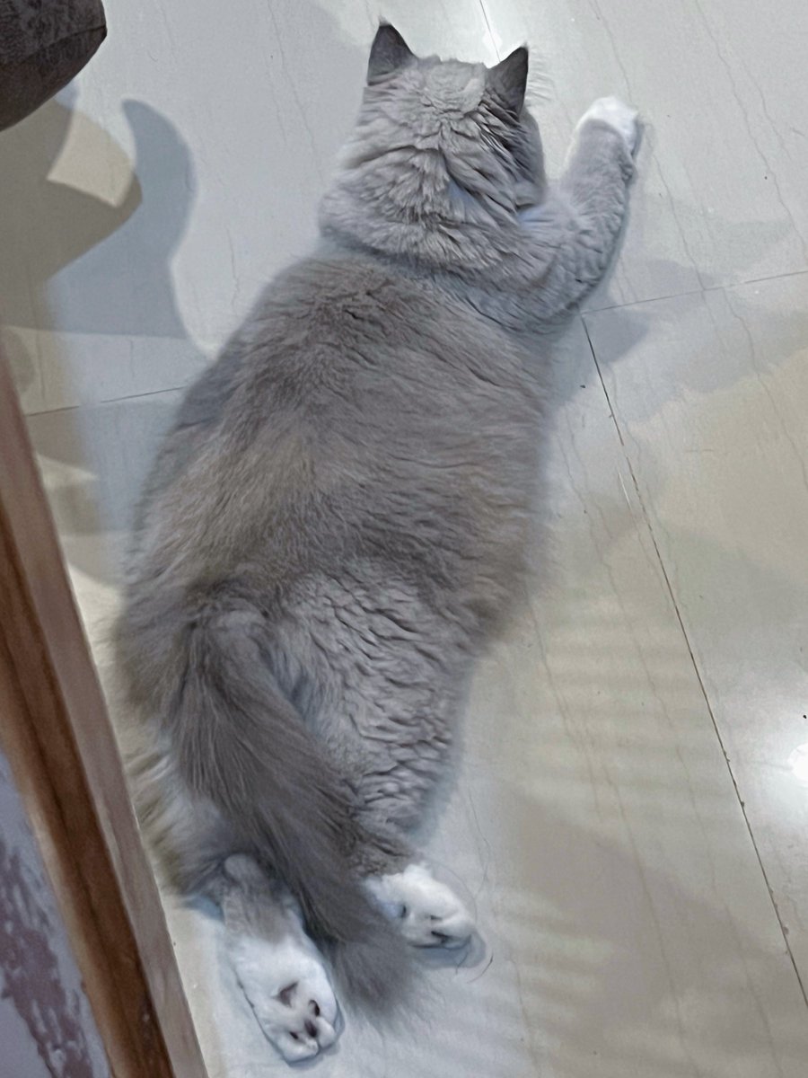pawsomesclub's tweet photo. enaknya diapain ya https://t.co/MlnwyXGWE8