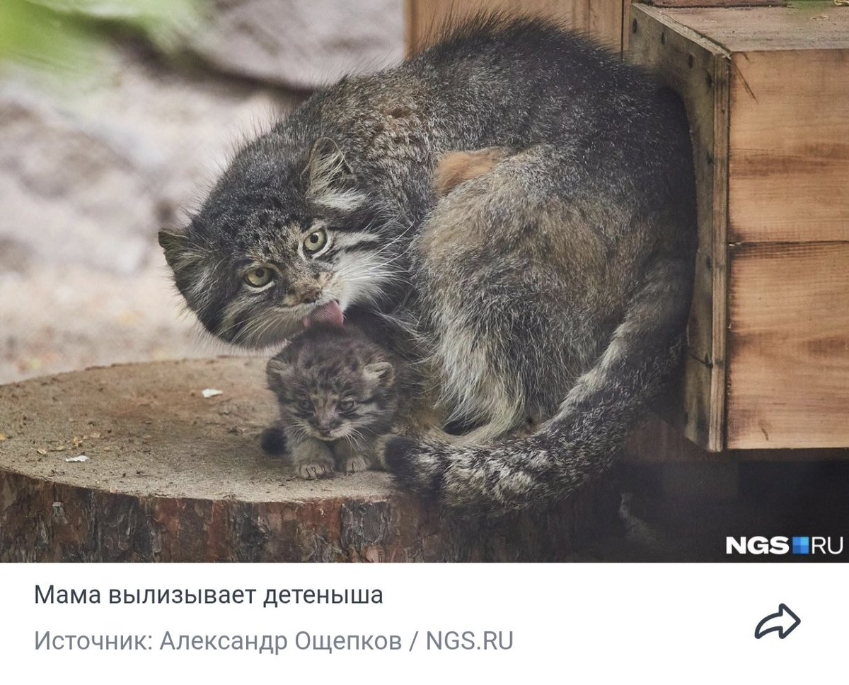 ノボシビルスク動物園に行ってきました。
マヌルネコの赤ちゃんが生まれていました🥰🥰🥰
search.app/298ge

#ノボシビルスク動物園ツアーは9月
#マヌルネコ