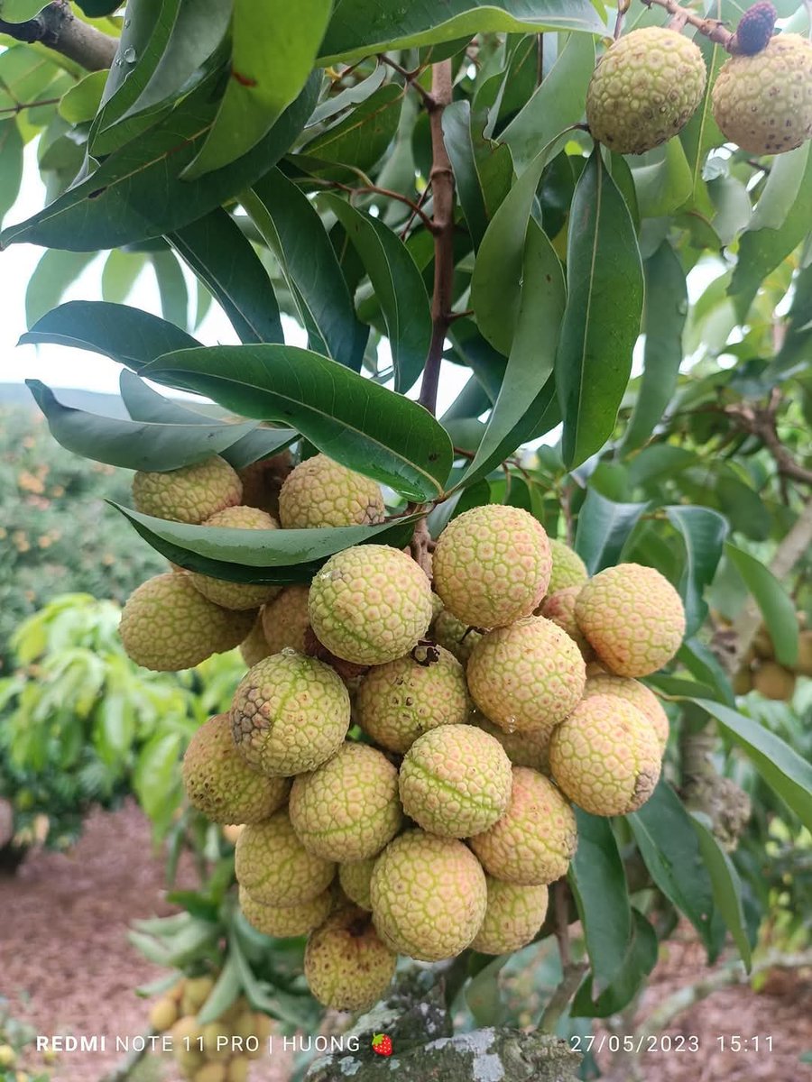 AmaterCrypto's tweet photo. Viet Nam's Lychee harversting 2025.. is Coming?? https://t.co/LEntYjHemB
