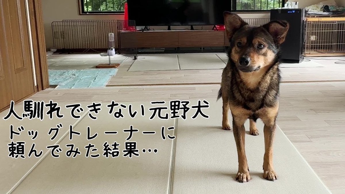 burumaruchannel's tweet photo. 人が怖い元野犬…ドッグトレーナー付けて３日間で見違えるほど成長しました！
https://t.co/TiJTYp70Le https://t.co/sbFvRx54k7