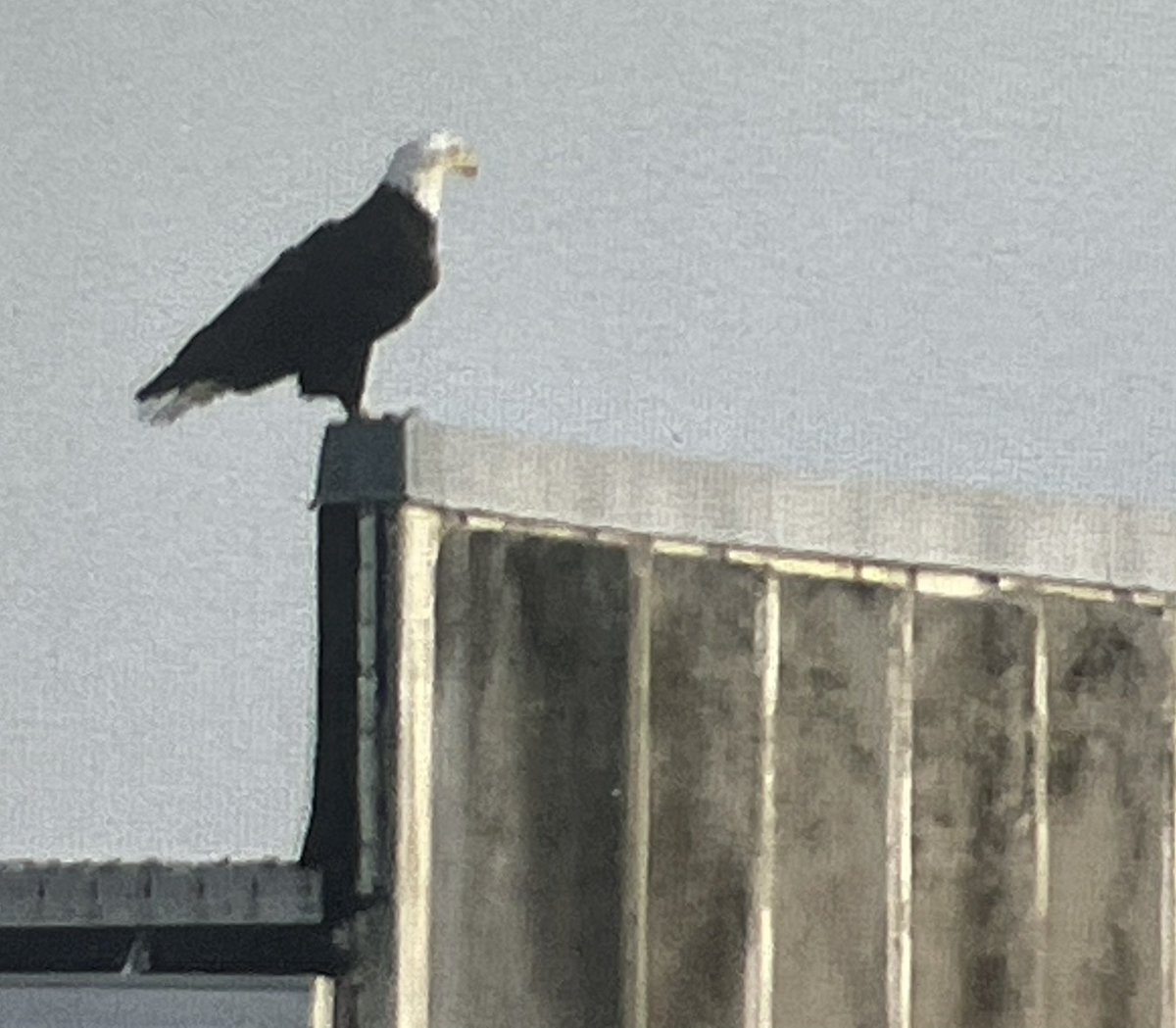 KrisHabermehl's tweet photo. Is it? Could it be? It is! A Bald Eagle perches on the edge of a hangar roof at Chicago Executive Airport in Wheeling. Skywatch kept a good eye on our fellow aviator as we departed for the Dawn Patrol. More on the return to work commute at https://t.co/vhbRxCcLib https://t.co/xyWfiLONEs