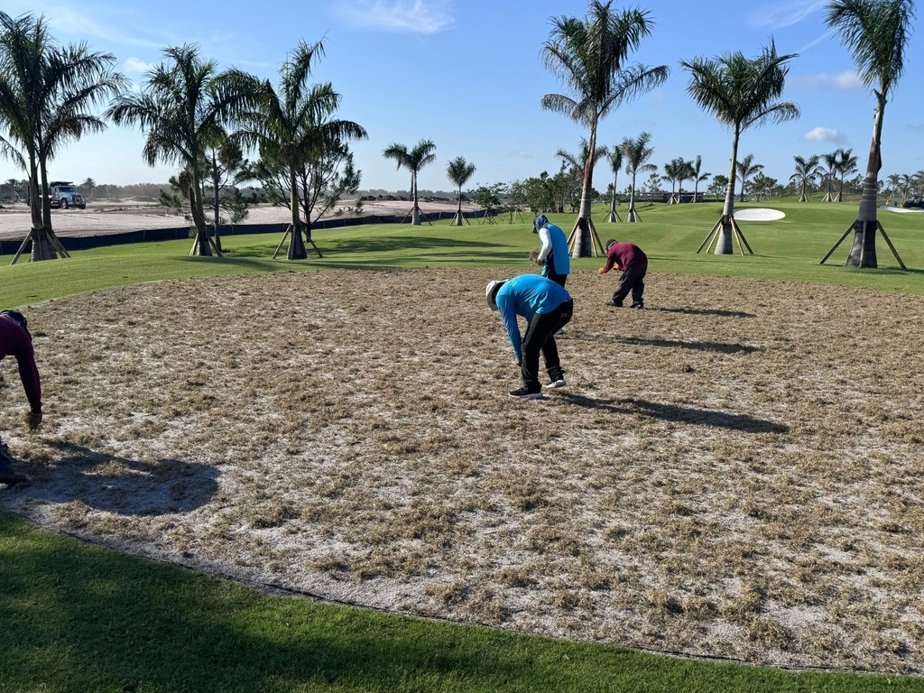 mach1_greens's tweet photo. The Modern Turf team put on a masterclass in greens sprig installation this past week, planting Mach 1 Ultradwarf Bermudagrass greens at Atlantic Fields in Hobe Sound, FL

https://t.co/8bvRGBu0Vc

#atlanticfields #mach1ultradwarf #bermudagrass
#thisgrassisfast #modernturf #golf https://t.co/SBSKzdEKLh