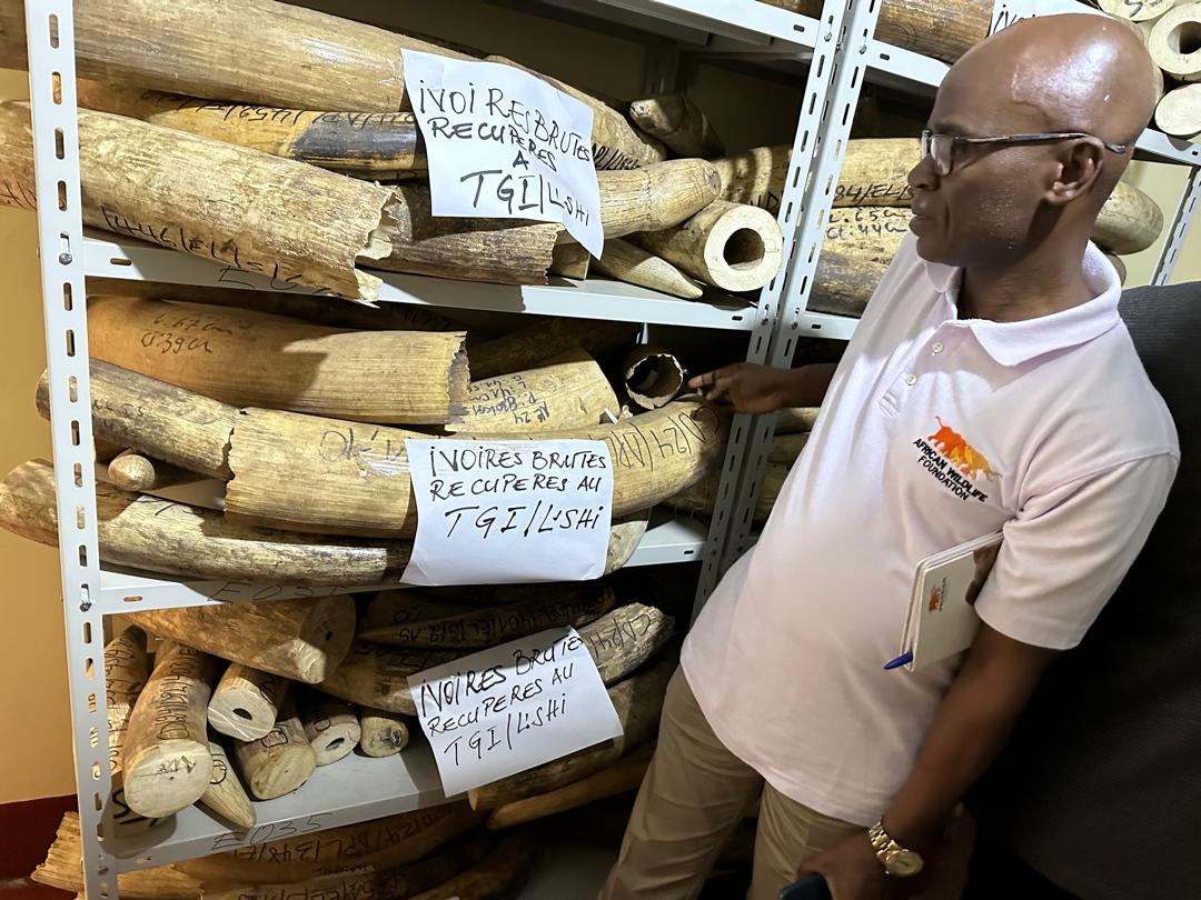 antoinetabu1's tweet photo. A Wake-Up Call for Conservation—Seized ivory and protected species trophies at @IccnRdc Lubumbashi highlight the urgent need for stronger enforcement and collaboration.Safeguarding biodiversity requires collective action—let’s keep pushing for a sustainable future. https://t.co/lzfMP5MzTY