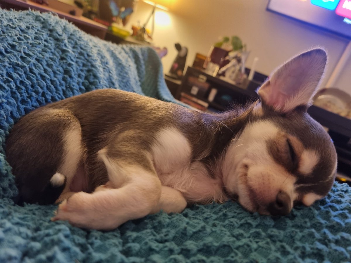 hanny 🐴🍝 tweet media