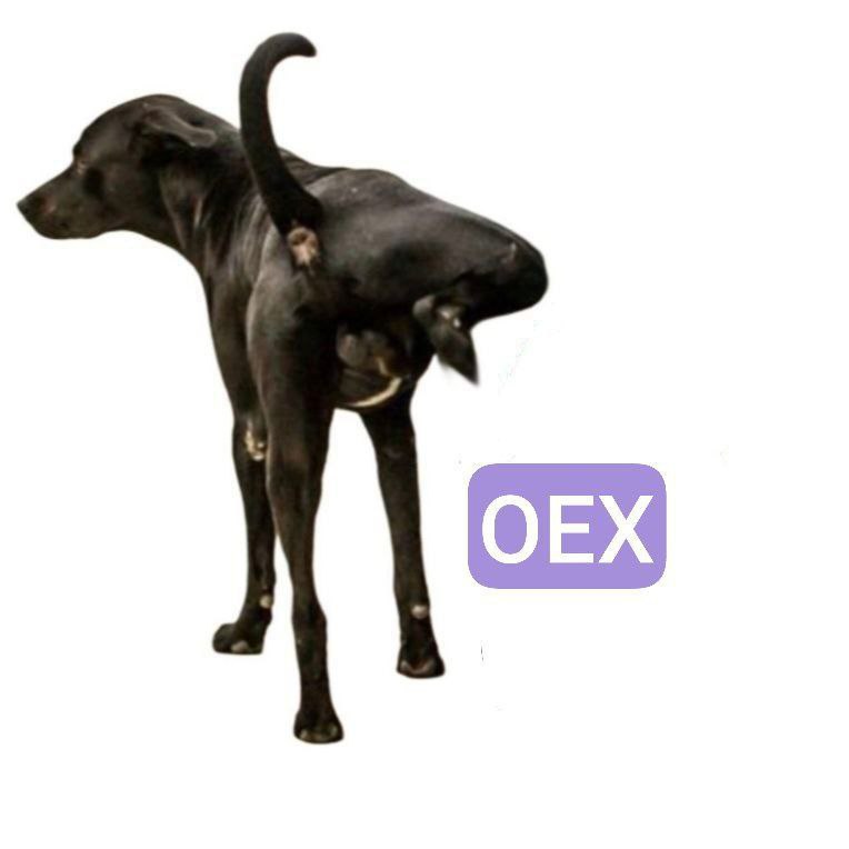 SalamCryptobro's tweet image. OpenEX’s promises are falling apart. No OEX token claims, no clear updates, and trading has been halted on CoinGecko since April 25. I still haven’t received my $32 investment. The silence is loud—and trust is rapidly collapsing. Accountability is long overdue. #OpenEX #OEXSCAM