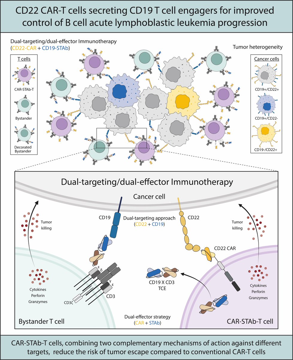 CNIO Stop Cancer (@cniostopcancer) on Twitter photo El trabajo se publica en <a href="/jitcancer/">Journal for ImmunoTherapy of Cancer</a> . La inmunoterapia de nueva generación combina dos estrategias: CAR-T y un anticuerpo biespecífico.
Abre así una vía a tratamientos más efectivos para la leucemia, sobre todo para pacientes que no responden a otros o recaen tras ellos. El trabajo se publica en <a href="/jitcancer/">Journal for ImmunoTherapy of Cancer</a> . La inmunoterapia de nueva generación combina dos estrategias: CAR-T y un anticuerpo biespecífico.
Abre así una vía a tratamientos más efectivos para la leucemia, sobre todo para pacientes que no responden a otros o recaen tras ellos.