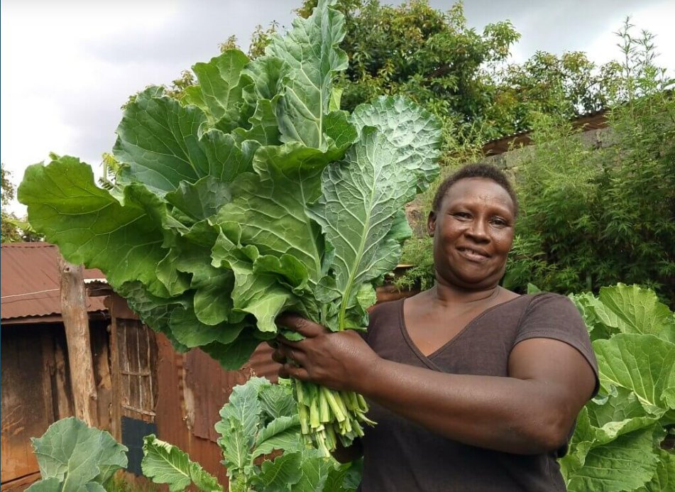 🌱 From failing garden to thriving organic haven!

This inspiring blog by a KHEA Multiplier from 🇰🇪 shows how agroecology brings hope &amp; harvests.

📖Read the journey: kcoa-africa.org/from-struggle-…

#Agroecology #Sustainability #KHEA #OrganicFarming #Kenya #KCOA