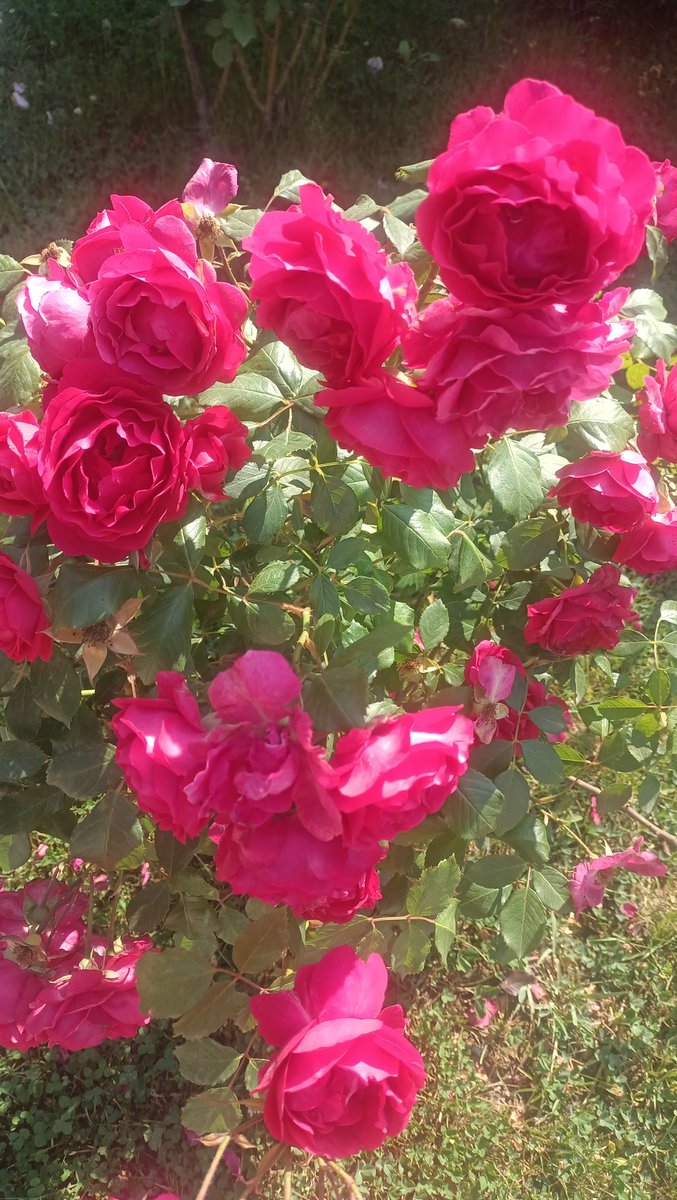 Gönlü kalbi yüreği güzel olan herkese gününüz güller gibi güzel olsun