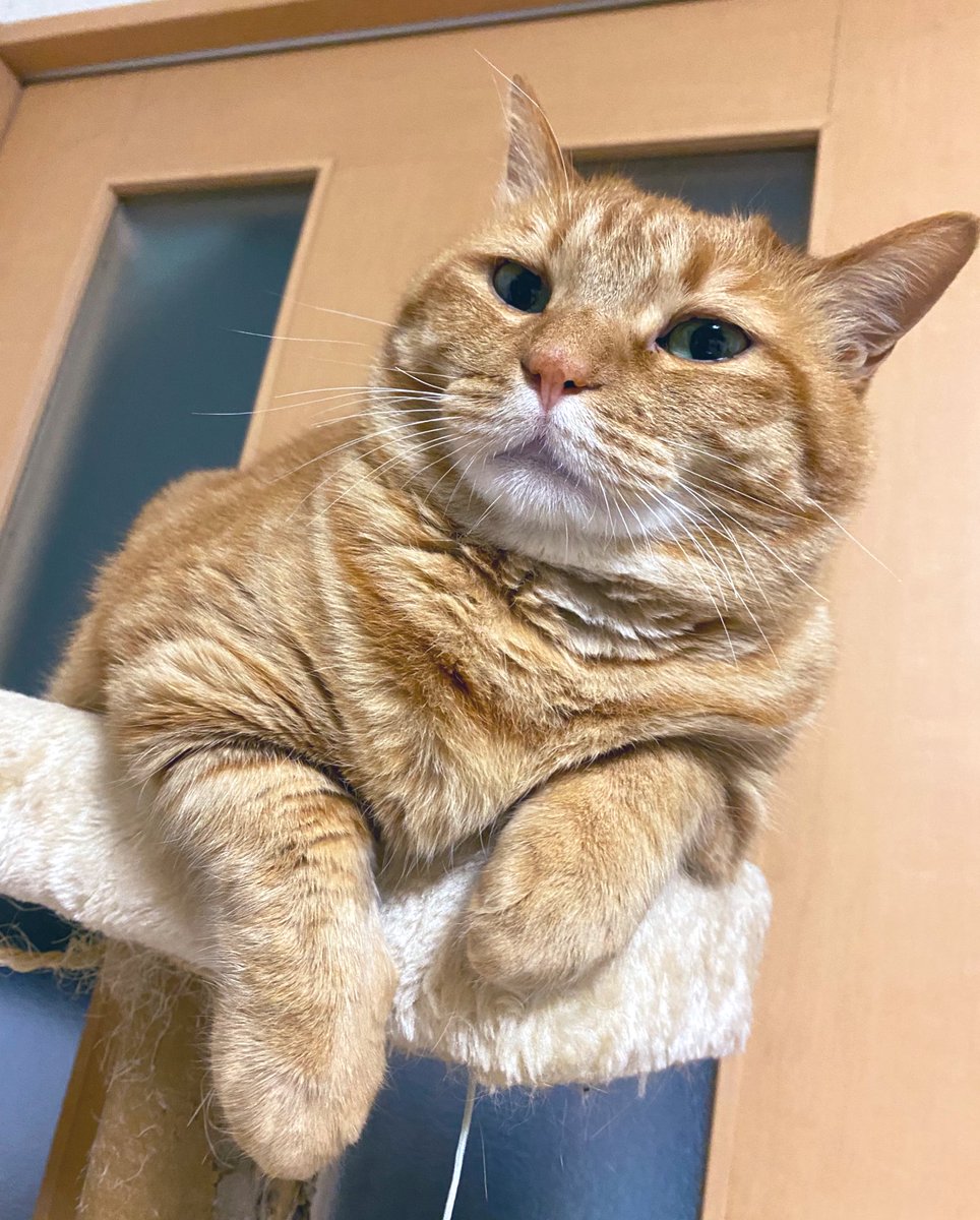 茶トラちゃん♡3匹♡ (@mememimi728) / Posts / X