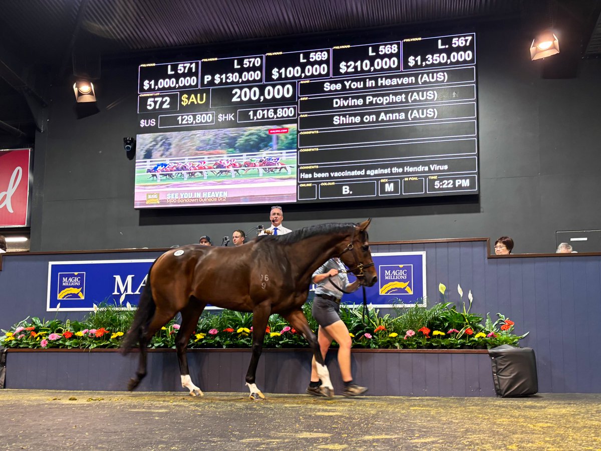 James Tzaferis (@jtzaf) on Twitter photo Star SA mares Kuroyanagi ($1 million) and See You In Heaven ($1 million) sell back to back at <a href="/mmsnippets/">Magic Millions</a> National Broodmare Sale. Big results for <a href="/ClarkenRacing/">Clarken Racing</a>, <a href="/RJollyRacing/">Richard Jolly Racing</a> & connections <a href="/RacingSA/">Racing SA</a> Star SA mares Kuroyanagi ($1 million) and See You In Heaven ($1 million) sell back to back at <a href="/mmsnippets/">Magic Millions</a> National Broodmare Sale. Big results for <a href="/ClarkenRacing/">Clarken Racing</a>, <a href="/RJollyRacing/">Richard Jolly Racing</a> & connections <a href="/RacingSA/">Racing SA</a>