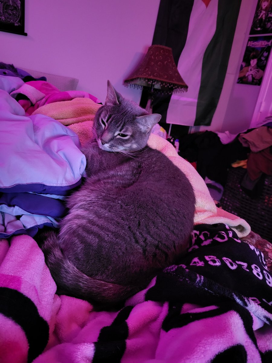 glock9shinigami's tweet photo. On god is uni the hardest kitty in the game rn??? Who else chilling hard as him #BigOg #BigUni #UniShit https://t.co/tZMkARvu1y