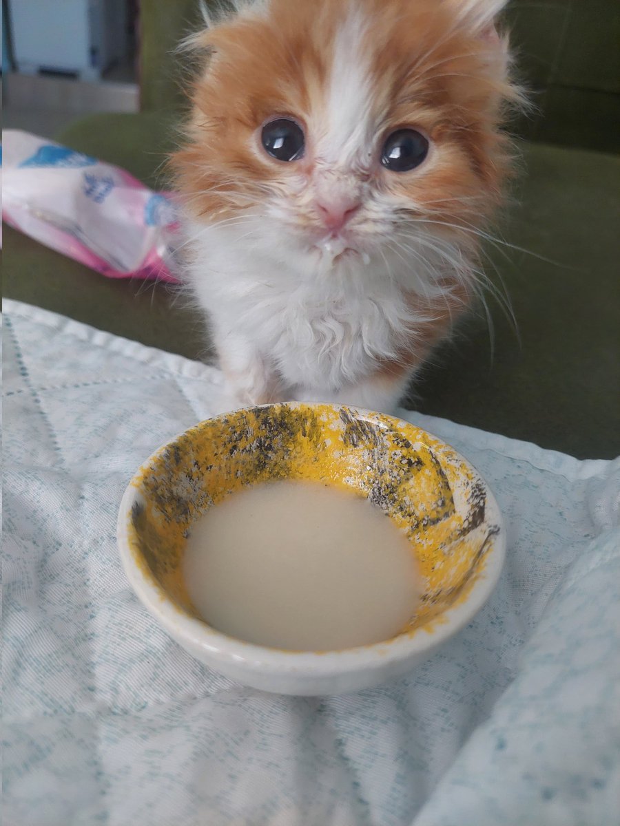 aç kalsan ve sana yiyecek bir şey bulamasaydık kolumu keser sana yedirirdim