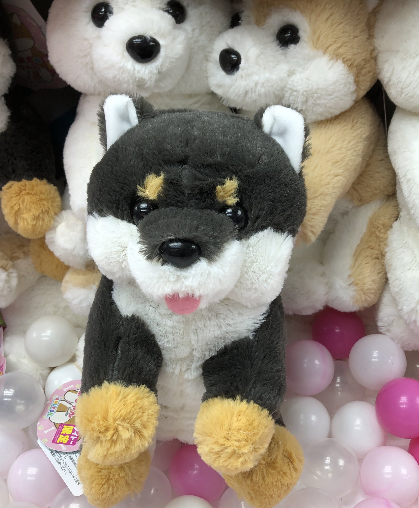 くったり柴犬 【kiyoさま専用ページ】ST.JBコンプリート タイステ 船橋店【公式】 on X: 