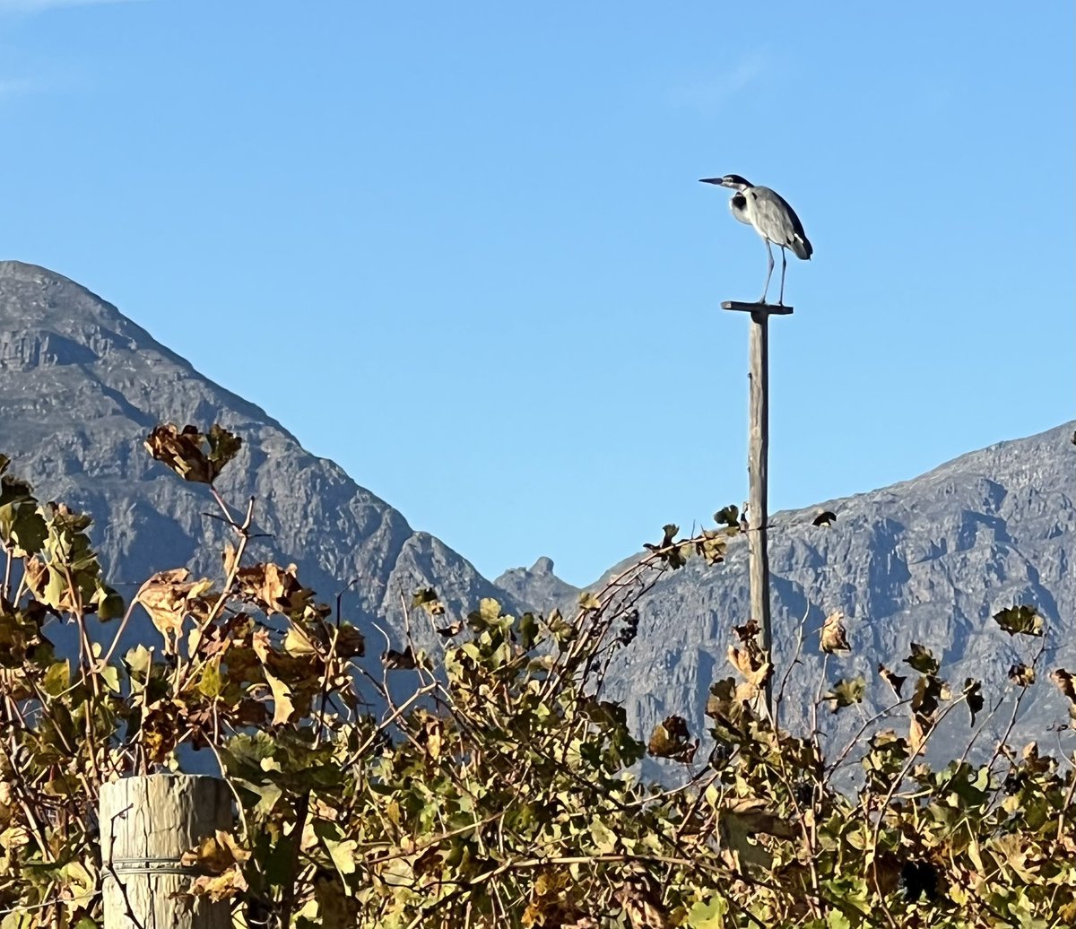 We put perches in our vineyards to enable birds of prey to easily hunt rodents. This heron is chilling after breakfast frogs.