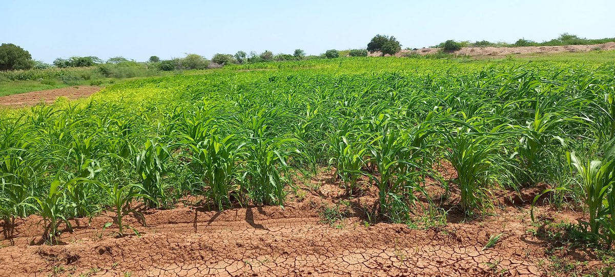 Concern Worldwide Somalia/Somaliland (@concern_som_sl) on Twitter photo After floods destroyed her farm in Bardera, Sadia mother of 5 rebuilt her life with support from <a href="/UKinSomalia/">UK in Somalia🇬🇧🇸🇴</a> <a href="/Danwadaag_DS/">Danwadaag Durable Solutions Consortium</a>. Now she’s harvesting again, feeding her family & saving for the future. 🌾
#GoFarGoTogether
📍 Habal Cadey |
📸 Ali After floods destroyed her farm in Bardera, Sadia mother of 5 rebuilt her life with support from <a href="/UKinSomalia/">UK in Somalia🇬🇧🇸🇴</a> <a href="/Danwadaag_DS/">Danwadaag Durable Solutions Consortium</a>. Now she’s harvesting again, feeding her family & saving for the future. 🌾
#GoFarGoTogether
📍 Habal Cadey |
📸 Ali