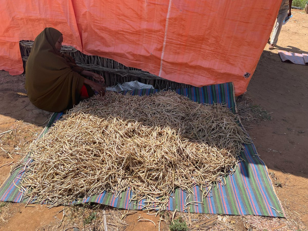 concern_som_sl's tweet photo. After floods destroyed her farm in Bardera, Sadia mother of 5 rebuilt her life with support from @UKinSomalia @Danwadaag_DS. Now she’s harvesting again, feeding her family &amp; saving for the future. 🌾

#GoFarGoTogether
📍 Habal Cadey | 
📸 Ali https://t.co/pded3UXcca