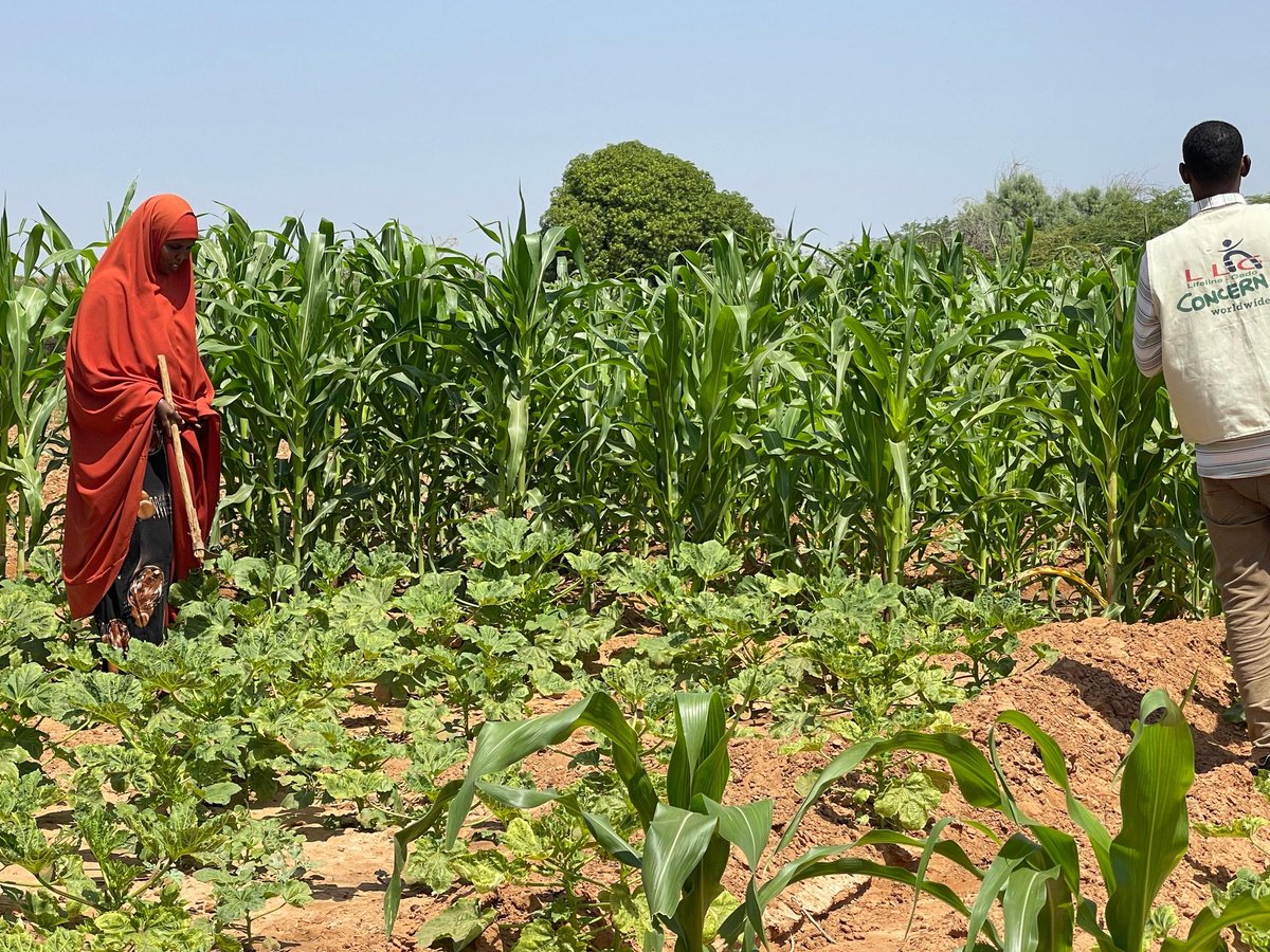 concern_som_sl's tweet photo. After floods destroyed her farm in Bardera, Sadia mother of 5 rebuilt her life with support from @UKinSomalia @Danwadaag_DS. Now she’s harvesting again, feeding her family &amp; saving for the future. 🌾

#GoFarGoTogether
📍 Habal Cadey | 
📸 Ali https://t.co/pded3UXcca