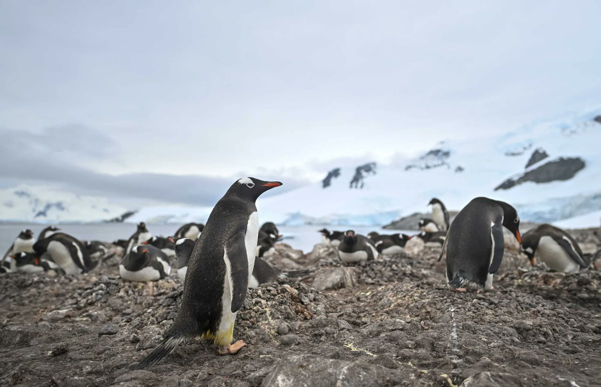 KajEmbren's tweet image. Penguins: Climate Heroes in Disguise? 🐧
New research shows penguin poop releases ammonia, helping form clouds that may cool Antarctica by reflecting sunlight — a natural shield for ice and ocean.
 #Antarctica #NatureBasedSolutions #CloudFormation #ClimateCooling…